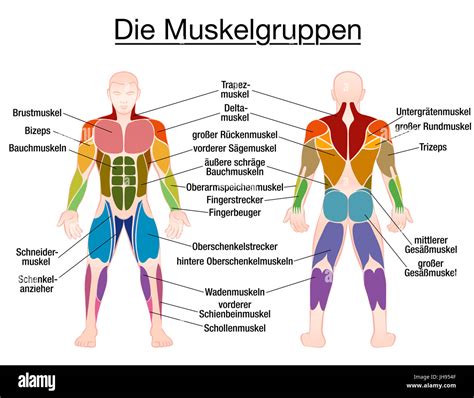 muskeln auf englisch|muskeln pl definition.